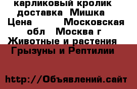 карликовый кролик.  доставка. Мишка. › Цена ­ 500 - Московская обл., Москва г. Животные и растения » Грызуны и Рептилии   